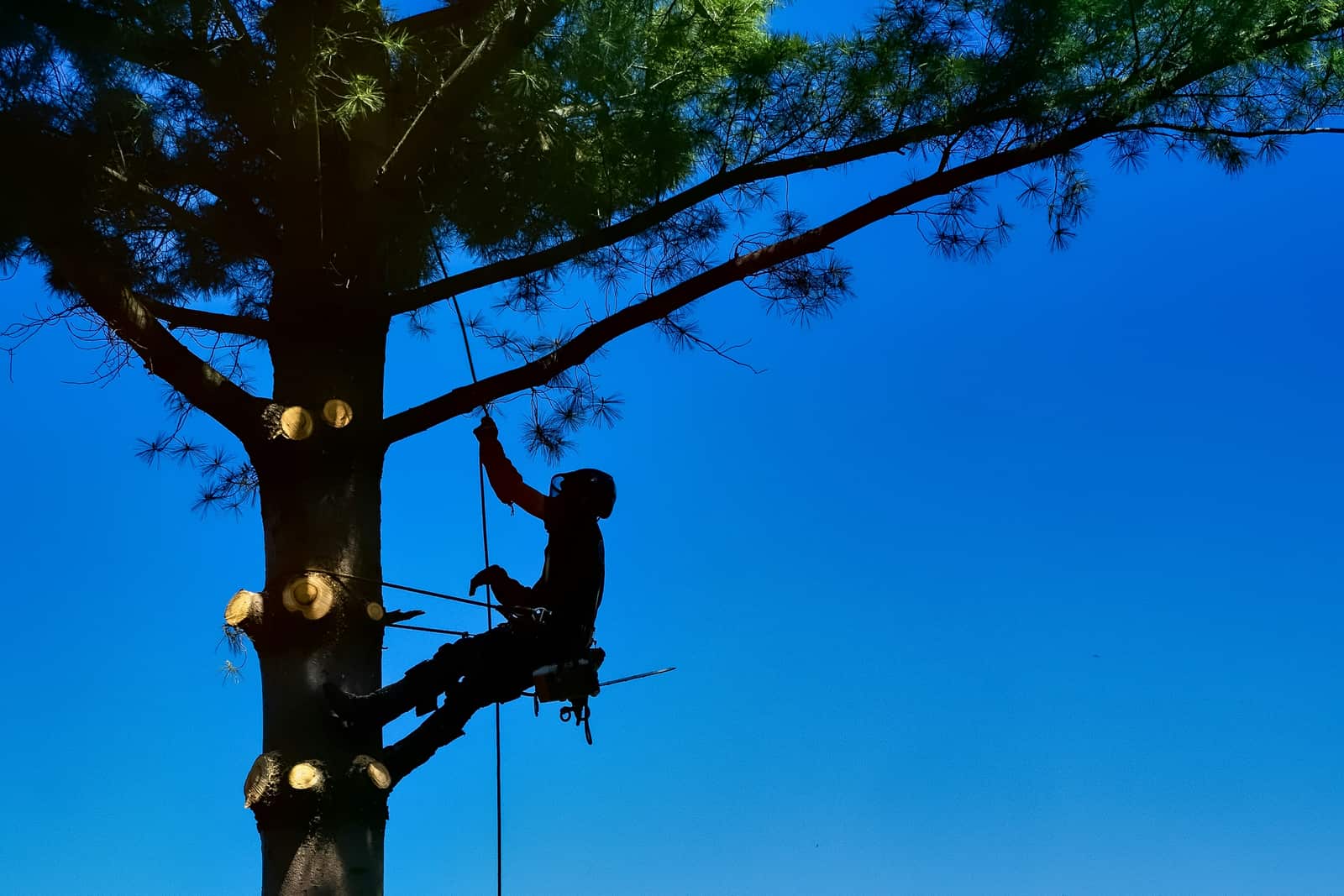 Tree care work in Dallas area