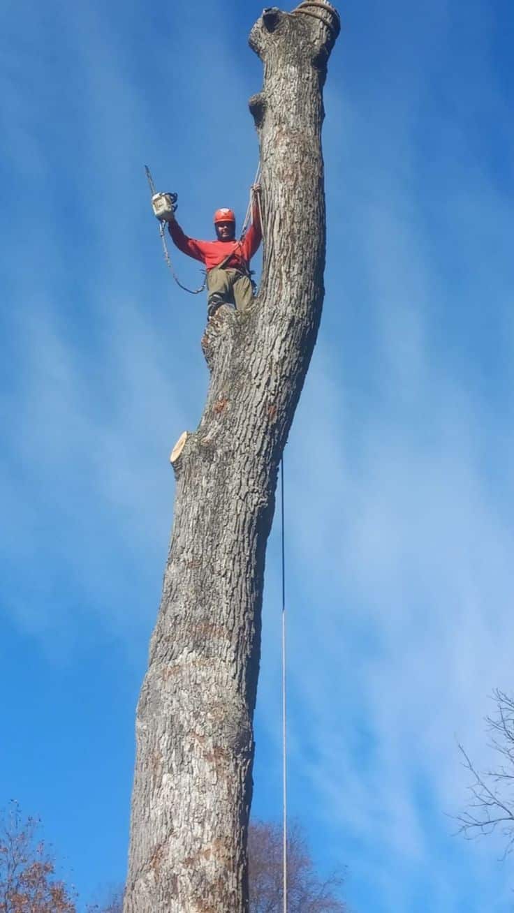 Tree Wizards crew at work
