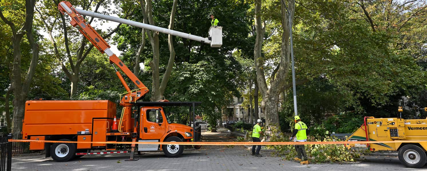Emergency response Dallas tree service