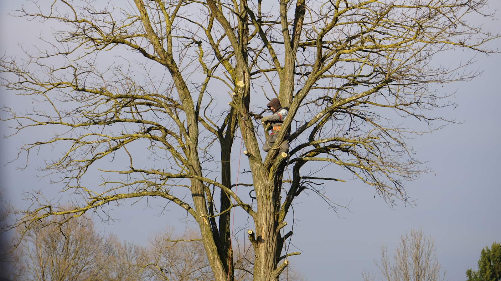 Tree Health Care