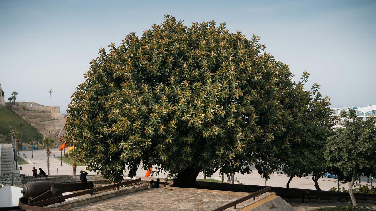 Tree Health and Repair